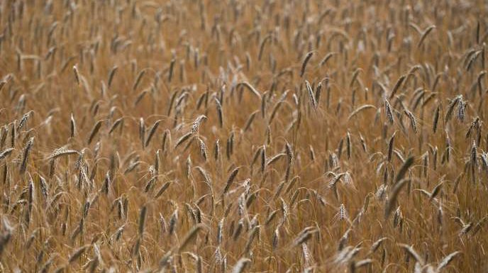 Près de 20 % des agriculteurs n’ont dégagé aucun revenu en 2017