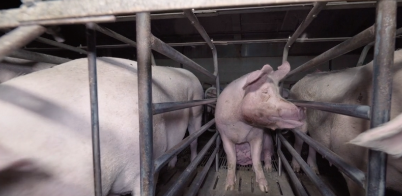 Cadavres à même le sol et bâtiments insalubres : L214 dénonce un élevage porcin en Bretagne