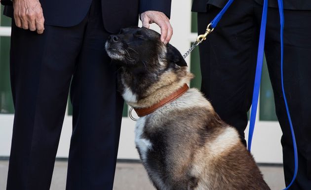 Aux États-Unis, la maltraitance animale est désormais un crime passible de prison