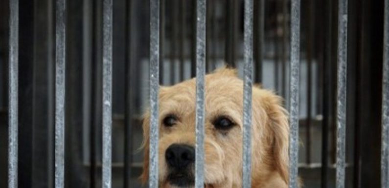 Paris : le Noël des animaux de la SPA annulé