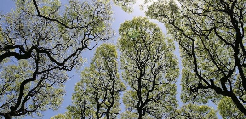 Timidité des arbres : comment communiquent les plantes ?