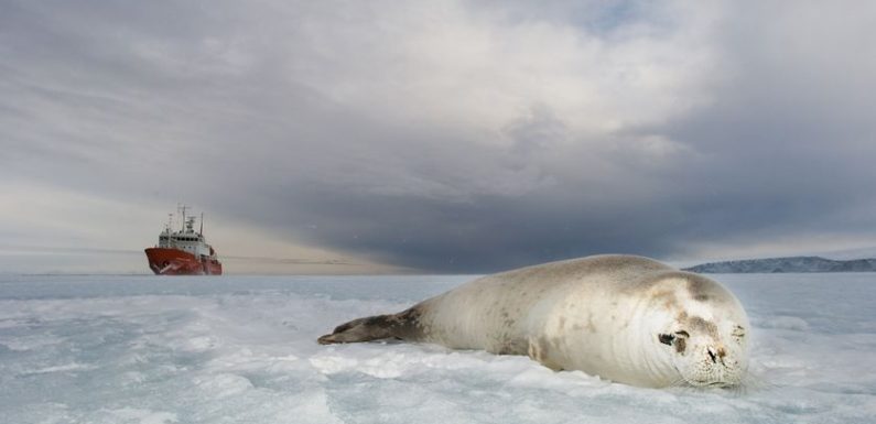 Antarctique : la lente et difficile protection des milieux marins