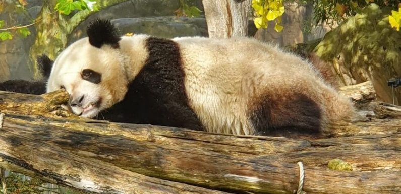 Beauval gardera-t-il les pandas ? Présent en Chine avec le président Macron, le patron du zoo se dit confiant