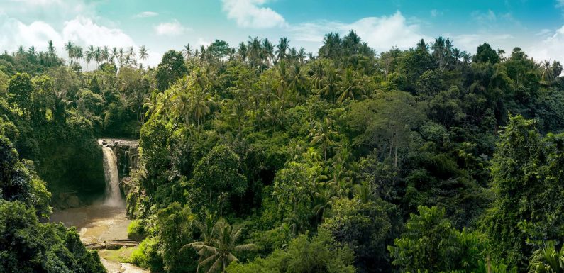 Les forêts tropicales, un puits de carbone 6 fois plus important que prévu