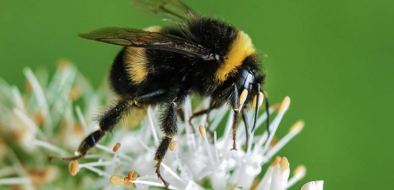 Aix-en-Provence : Une alerte attentat déclenchée dans un lycée pour un simple insecte