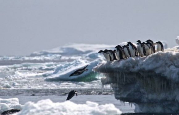 Océans : « La Russie et la Chine bloquent toujours la création de nouvelles aires marines autour de l’Antarctique »