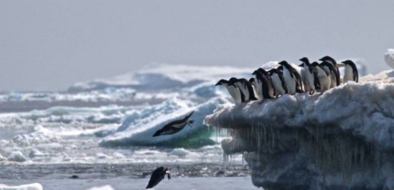 Océans : « La Russie et la Chine bloquent toujours la création de nouvelles aires marines autour de l’Antarctique »