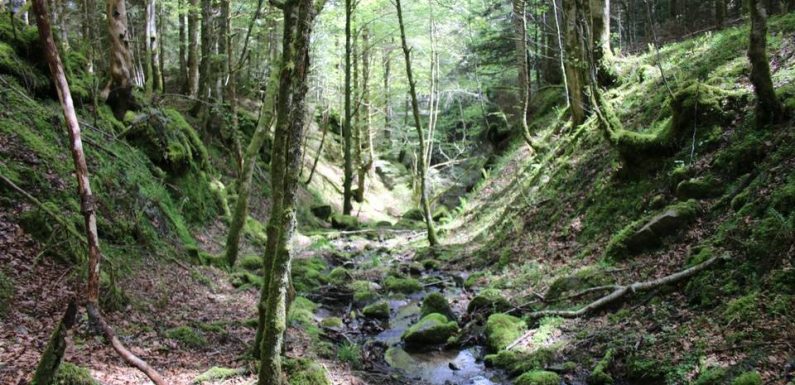 Haute-Garonne : Va-t-on un jour pouvoir enterrer les cendres d’un proche dans la forêt cinéraire d’Arbas ?