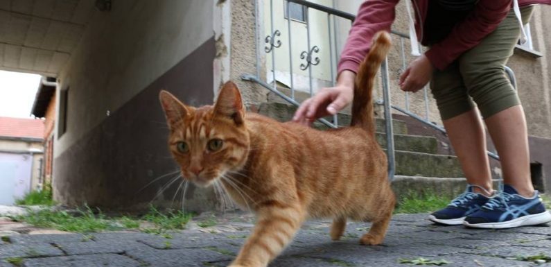 Didier Guillaume annonce la création d’une mission sur l’abandon des animaux et l’interdiction en 2021 de castrer les porcelets à vif