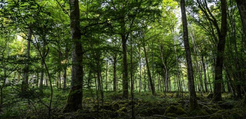 Un nouveau parc national bientôt officiellement créé entre Bourgogne et Champagne
