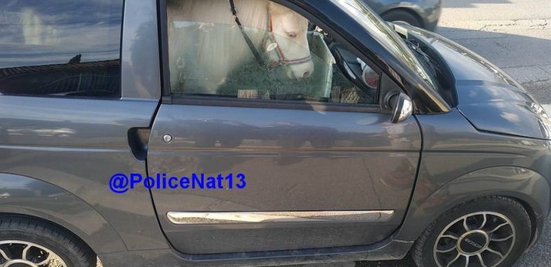 Bouches-du-Rhône : Elle transportait son poney dans sa voiture sans permis