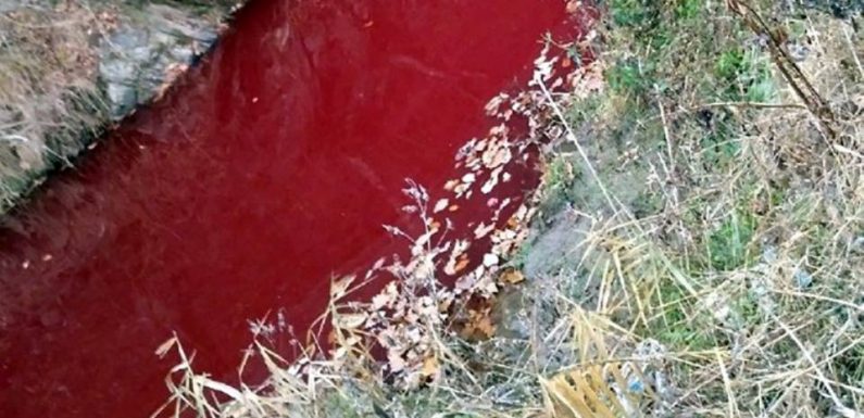 Corée du Sud : Une rivière rouge après l’abattage de milliers de cochons pour lutter contre la peste porcine