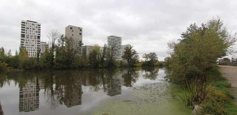 Rennes: La Vilaine ne parvient pas à se défaire de l’égérie, plante très invasive