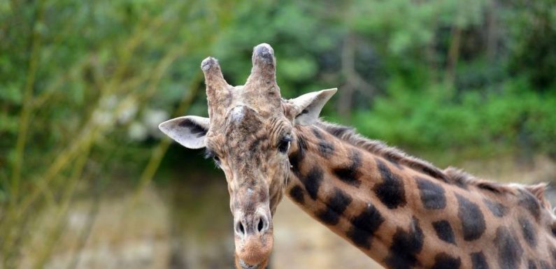 Lyon : Louise, la plus vieille girafe du parc de la Tête d’Or, est morte