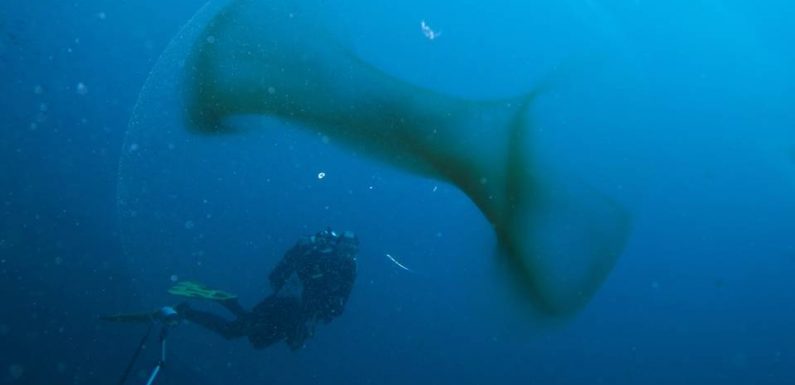 Marseille : Une mystérieuse « grande sphère transparente » observée dans le Parc des calanques