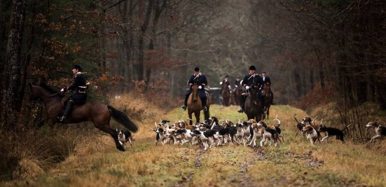 VIDEO. Les infos immanquables du jour : Femme tuée par des chiens, grand plan pour l’hôpital et le redoux qui s’annonce