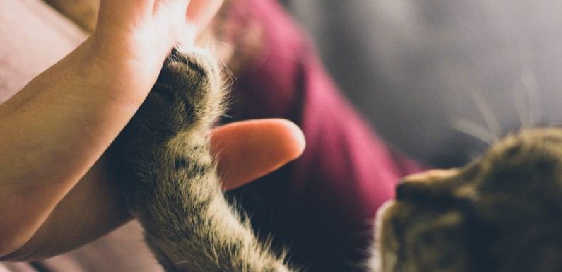 PODCAST. « Minute Papillon ! » : Un dispensaire soigne les animaux des personnes démunies à Strasbourg