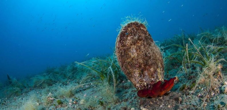 Un chapeau conçu à partir de fibres d’un mollusque géant mis aux enchères