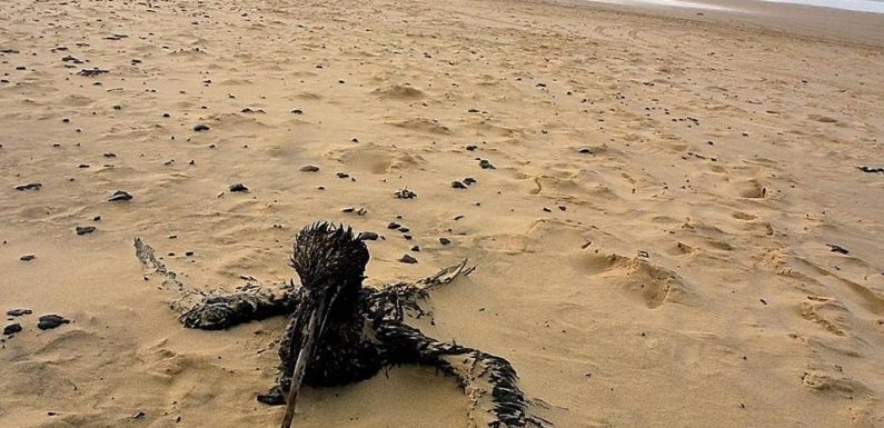 Finistère : Des oiseaux mazoutés retrouvés sur des plages