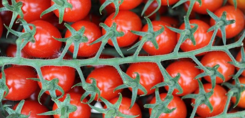 Bretagne : Ses tomates « origine France » venaient de l’étranger, un grossiste lourdement condamné