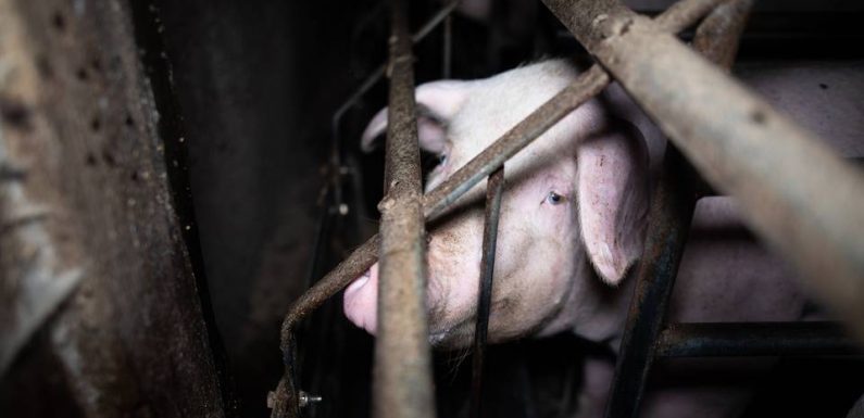 VIDEO. Finistère : Un élevage porcin épinglé par L214 dans une nouvelle vidéo choc