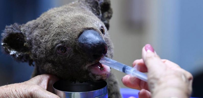 Deux koalas sauvés des incendies en Australie, des centaines d’autres menacés