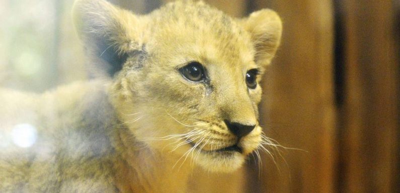 Marseille : Un an avec sursis pour avoir détenu un lionceau dans un garage