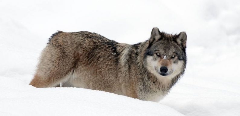 Valberg : Le louveteau affaibli qui errait dans le village a été capturé