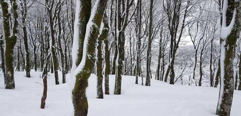 Bourgogne Franche-Comté : Plus de 2.200 foyers privés d’électricité après des chutes de neige