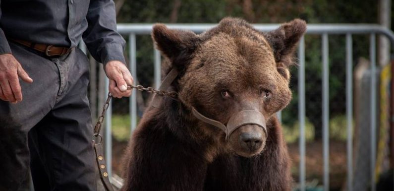 « Trop faible », l’ours Mischa est mort au refuge