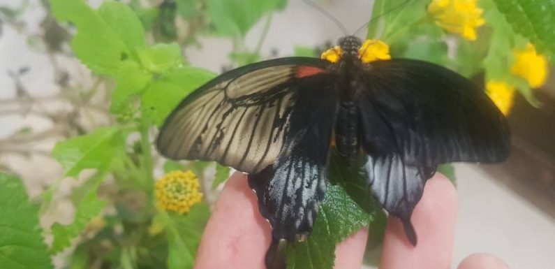 VIDEO. Eclosion d’un papillon à moitié mâle, à moitié femelle : « Un individu scindé en deux, c’est un cas extrêmement rare »