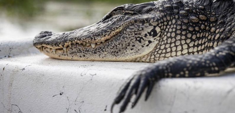 Australie : Attaqué par un crocodile, un garde-forestier survit en lui mettant le doigt dans l’oeil