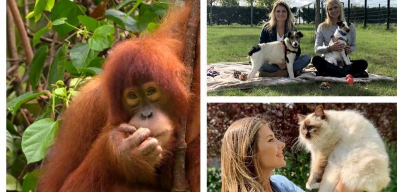 « Animaux à adopter », « La vie secrète des chats »… Quand nos amis les bêtes deviennent les rois de la jungle télévisuelle