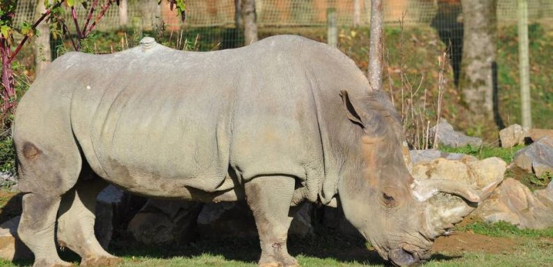 Nantes : Sana, la doyenne mondiale des rhinocéros en captivité, est morte à 55 ans