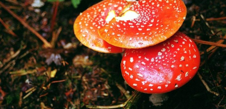 Deux-Sèvres : Un mort, deux hospitalisés après intoxication aux champignons