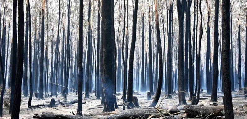 Incendies en Australie: Les pompiers redoutent une aggravation de la situation