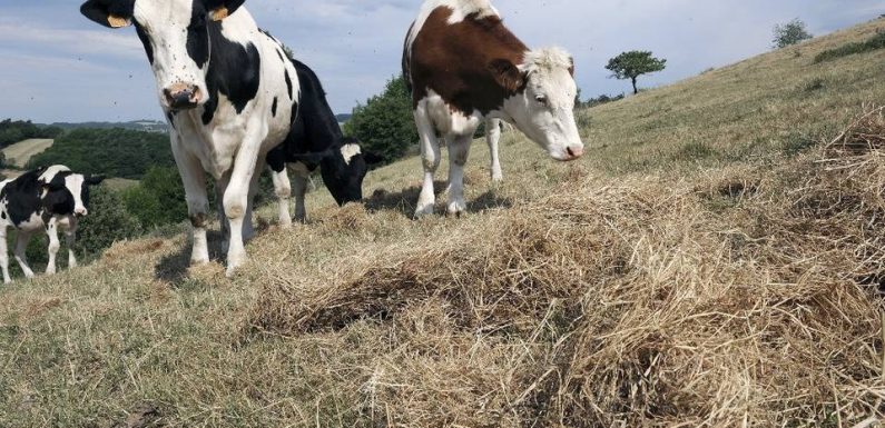 En 2017, près de 20 % des agriculteurs n’ont dégagé aucun revenu