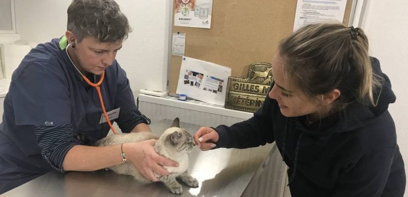 VIDEO. Strasbourg : Un dispensaire pour soigner les animaux des personnes démunies