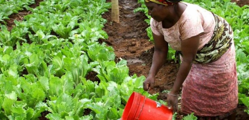 Togo: des femmes se mettent en ‘mouvement’ sous la houlette de l’Ong La Colombe