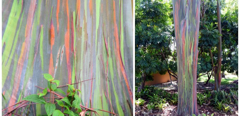 L’eucalyptus arc-en-ciel, le seul arbre qui ressemble à une authentique œuvre d’art peinte par les dieux
