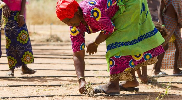 Ces 21 pays d’Afrique construisent une Grande muraille verte pour stopper le réchauffement climatique