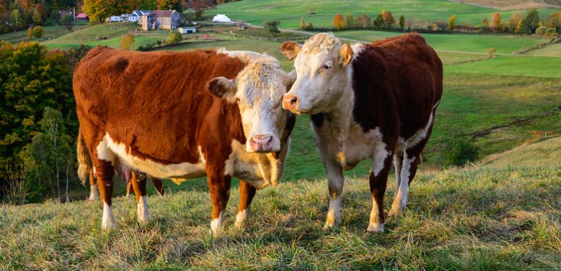 Mangez de la viande sans culpabiliser !