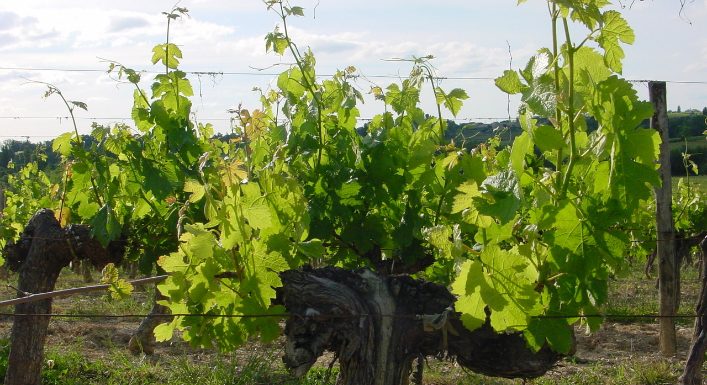 En raison du dérèglement climatique, la production française et italienne de vin a baissé de 15 % en 2019