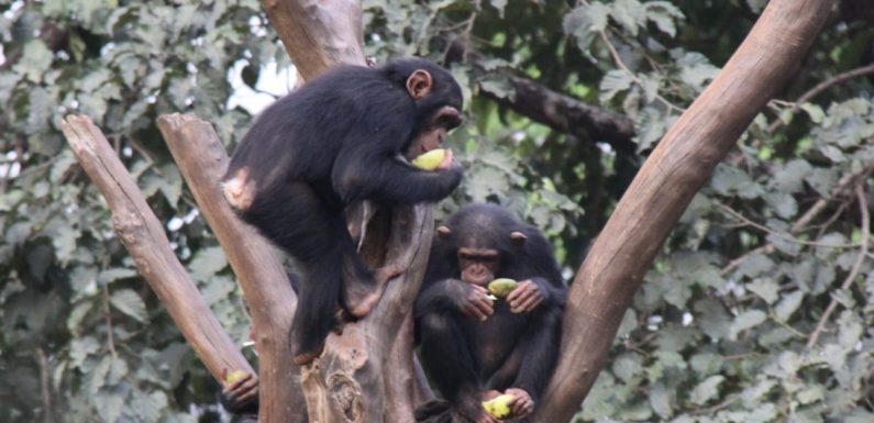 Le nombre de chimpanzés d’Afrique de l’Ouest est revu à la hausse, à 53 000, mais les projets de développement de la région menacent la sous-espèce