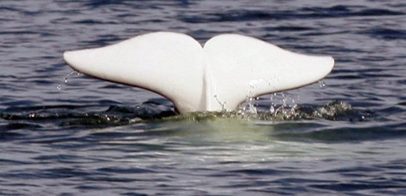 Des microplastiques dans des bélugas de l’Arctique