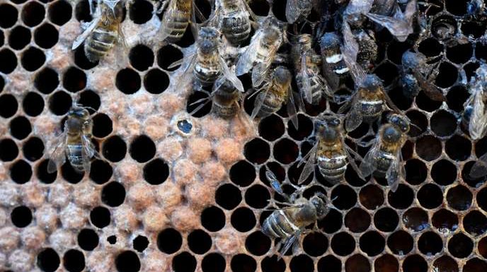 Les pesticides néonicotinoïdes continuent à menacer les abeilles, même lorsqu’ils ne sont plus utilisés