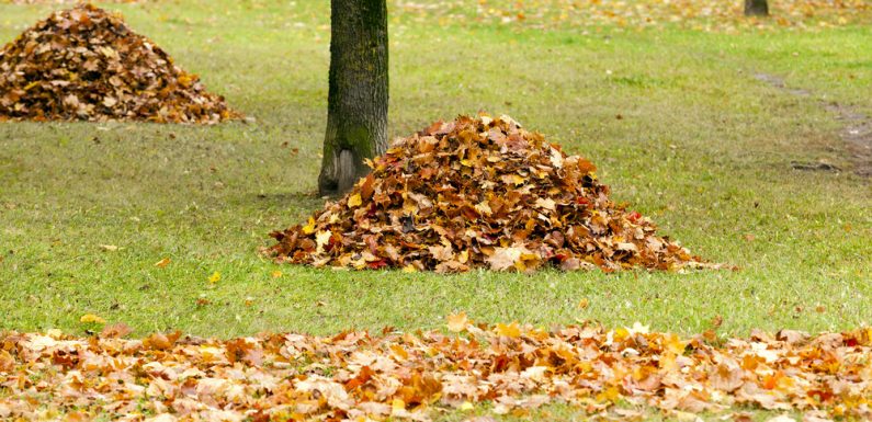 Amiens collecte et exploite les feuilles mortes pour chauffer 5000 foyers