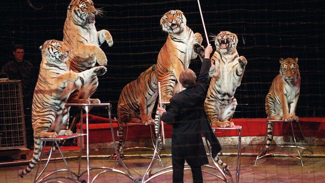 Paris prend des mesures pour la fin des spectacles d’animaux sauvages dans les cirques et en appelle à l’Etat