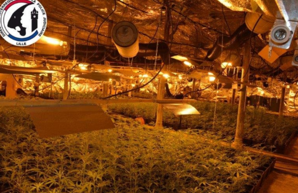 Saisie record à Roubaix de 8 000 pieds de cannabis en plantation à l’intérieur