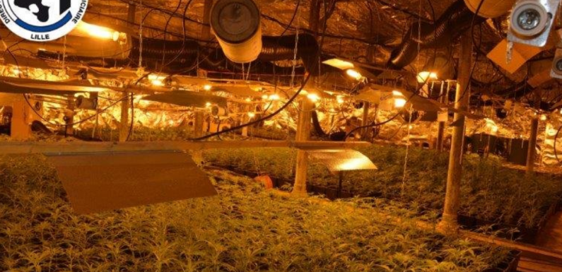 Saisie record à Roubaix de 8 000 pieds de cannabis en plantation à l’intérieur
